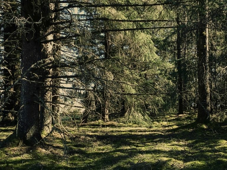 #1704 – Forest Light