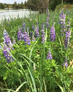 Alaska notecard showing wild lupine in bloom on the riverbank.