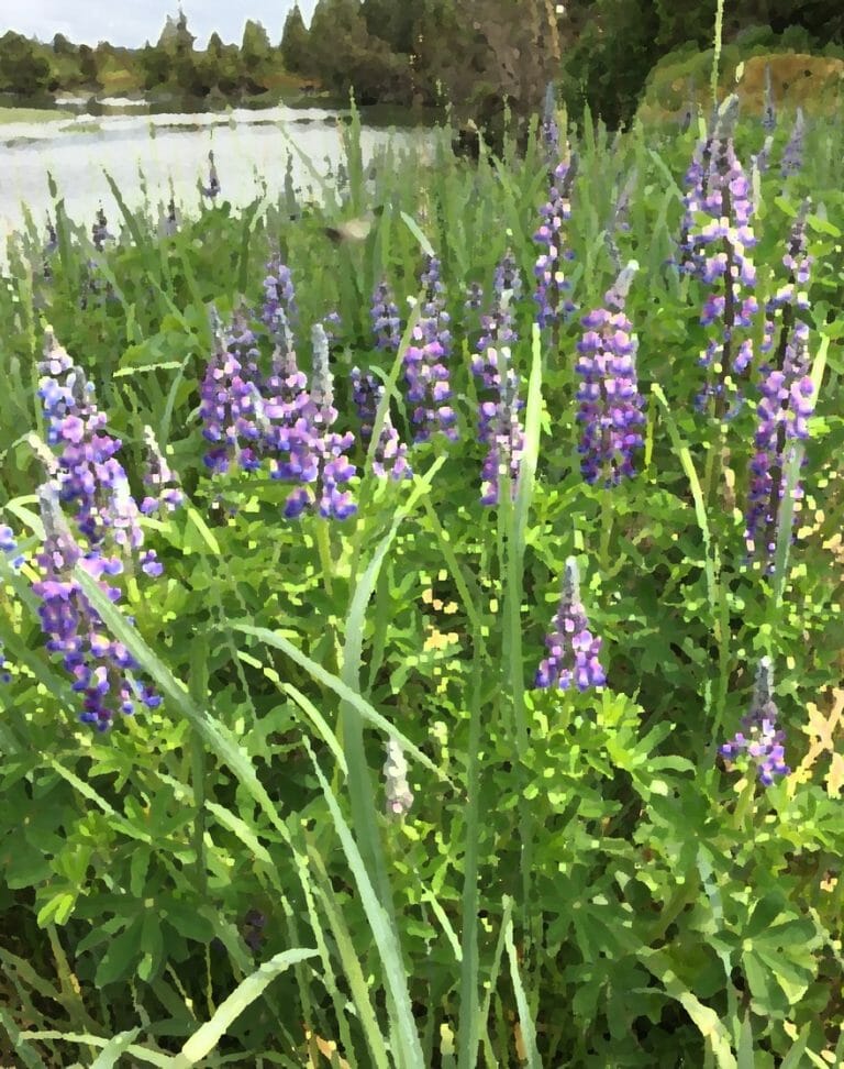 #1706 – June Means Lupines