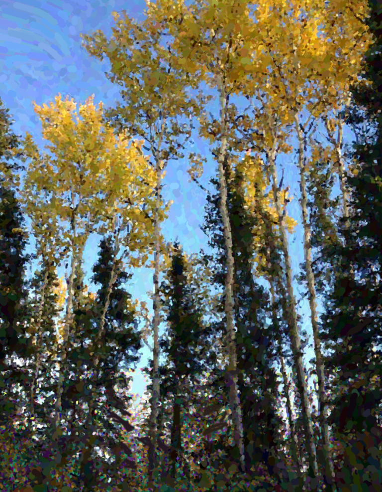 #1717 – Golden Canopy