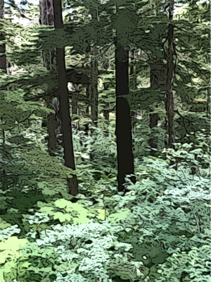 Alaska notecard showing understory growth in the rainforest.