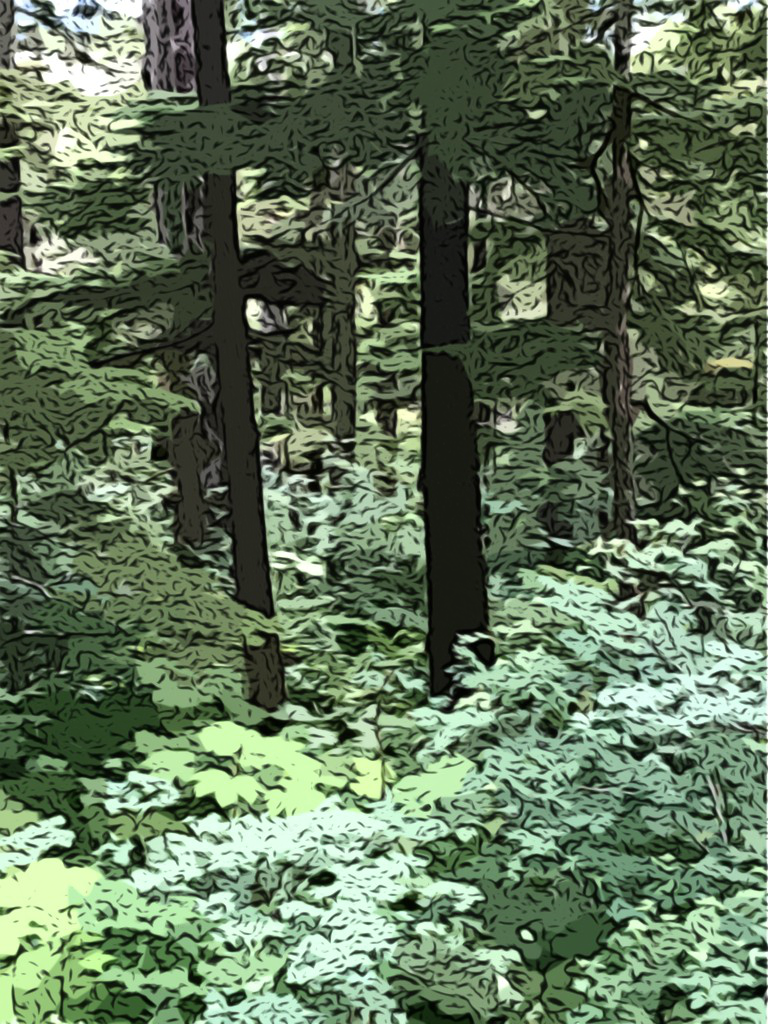 #1730 – Rainforest Understory