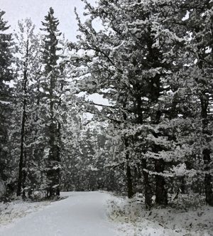 Alaska notecard showing snowy lane through the forest.