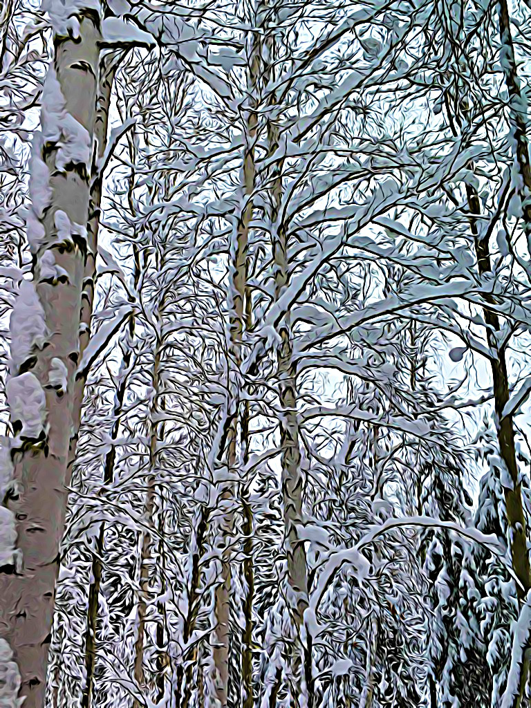 #1746 – November Birch #1