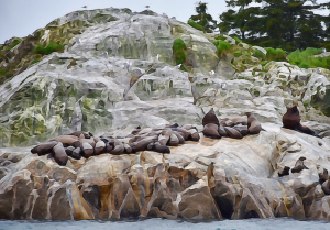 Sea lions on the rocks, Glacier Bay.