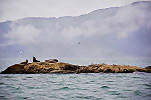 Sea lions lounge on the rocks on a foggy day.