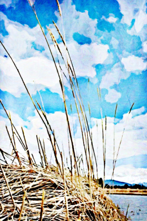 Grass stalks against the blue sky.