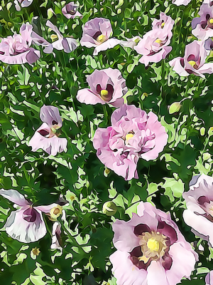 Alaska notecard showing colorful bed of purple poppies.