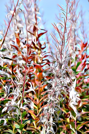 Alaska notecard and limited edition print showing fireweed at the end of the season with colorful foliage.