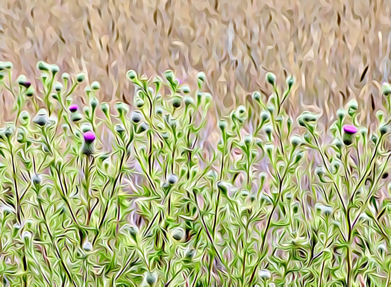 #1829 – Thistle Magic