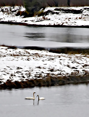 Alaska notecard and limited edition print showing pair of trumpeter swans in a winter landscape.