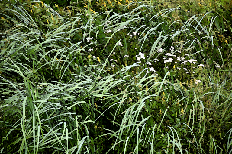 #1842 – The Meadow, Close Up