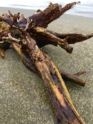 Alaska notecard showing driftwood log on the sand.