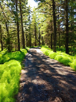 Alaska notecard showing colorful green growth along the roadside with tall trees and dark shadows.