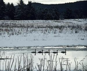Alaska notecard showing line of trumpeter swans in a winter landscape.