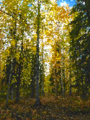 Alaska notecard showing colorful fall foliage in the forest.