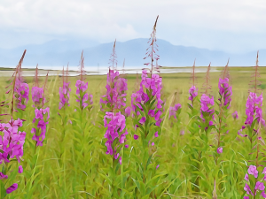 Alaska notecard showing wild fireweed in bloom.
