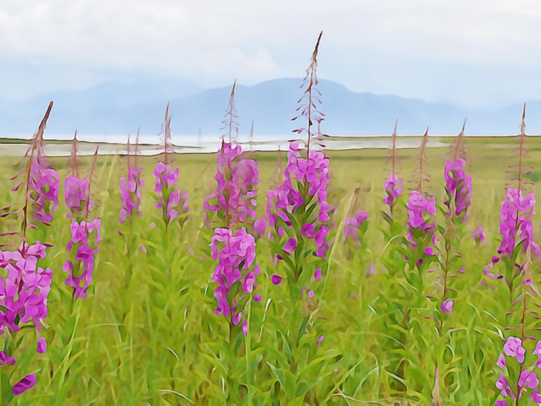#1913 – Summer’s Hourglass