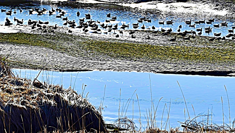 #1915 – Pool Party