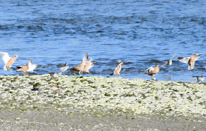 Flock of sandpipers on the shore.
