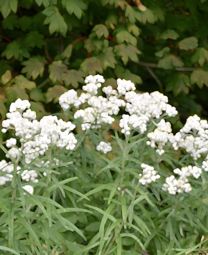 Alaska notecard showing wild Pearly Everlasting wildflowers in bloom.
