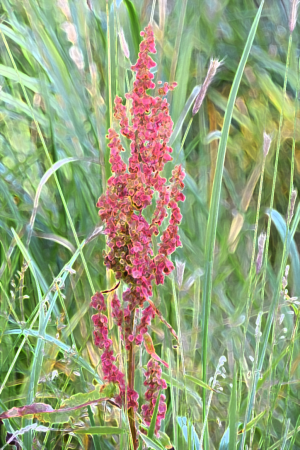 Alaska notecard showing colorful meadow Dock flower late in the summer season.