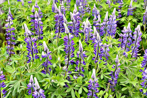 Alaska notecard showing a field of wild lupine in bloom.