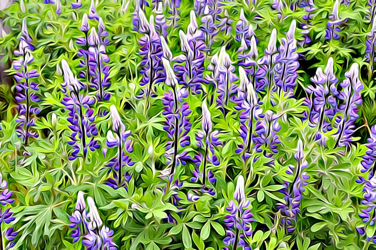 #1923 – Purple Profusion