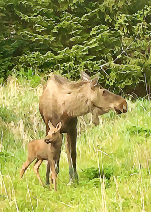 Alaska notecard showing mother moose and calf in the meadow.