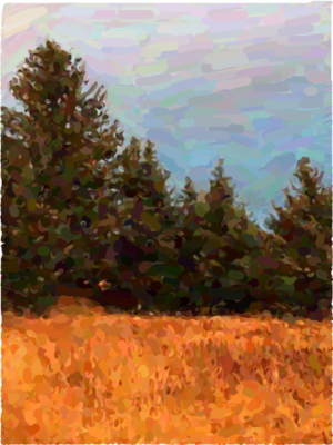 Orange and russet meadow grasses against a backdrop of spruce trees.