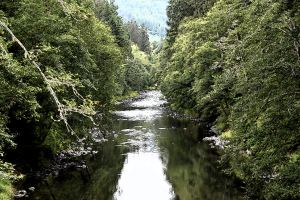 #1930 - Magic on the Sol Duc River
