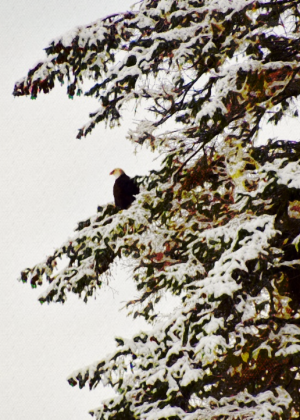 Alaska notecard showing bald eagle perched in snowy spruce.