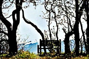 Alaska notecard showing a bench in a grove of alders.