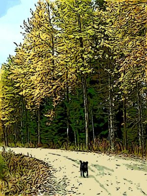 Alaska notecard showing black dog trotting along a dirt road with fall colors in the trees.