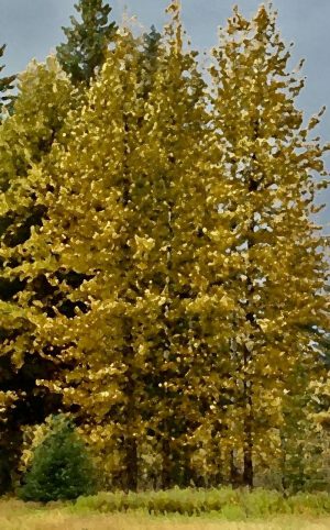 Alaska notecard showing fall colors in cottonwood grove.
