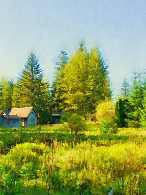 Alaska notecard showing verdant summer green and long shadows in the meadow.