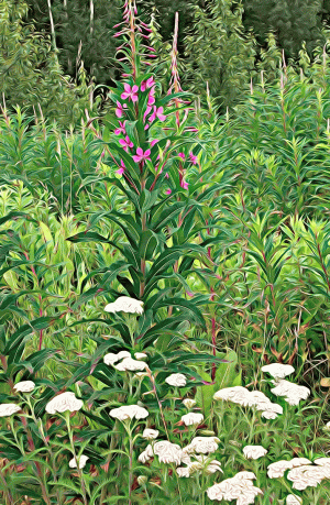 Alaska notecard showing wildflowers blooming in the meadow.