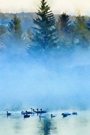 Alaska notecard showing group of trumpeter swans floating in the misty river.