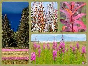 Alaska notecard with four panels showing fireweed through the seasons.
