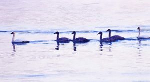 Alaska notecard showing group of trumpeter swans gliding by.