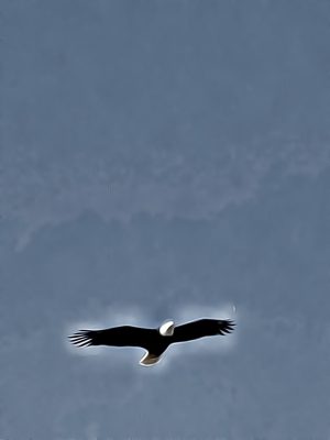 Bald eagle high above with outspread wings.