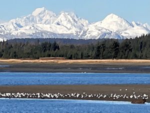 Alaska notecard showing the Fairweather Mountain Range rising to the west of Glacier Bay. Seagulls crowd a sandbar in foreground.