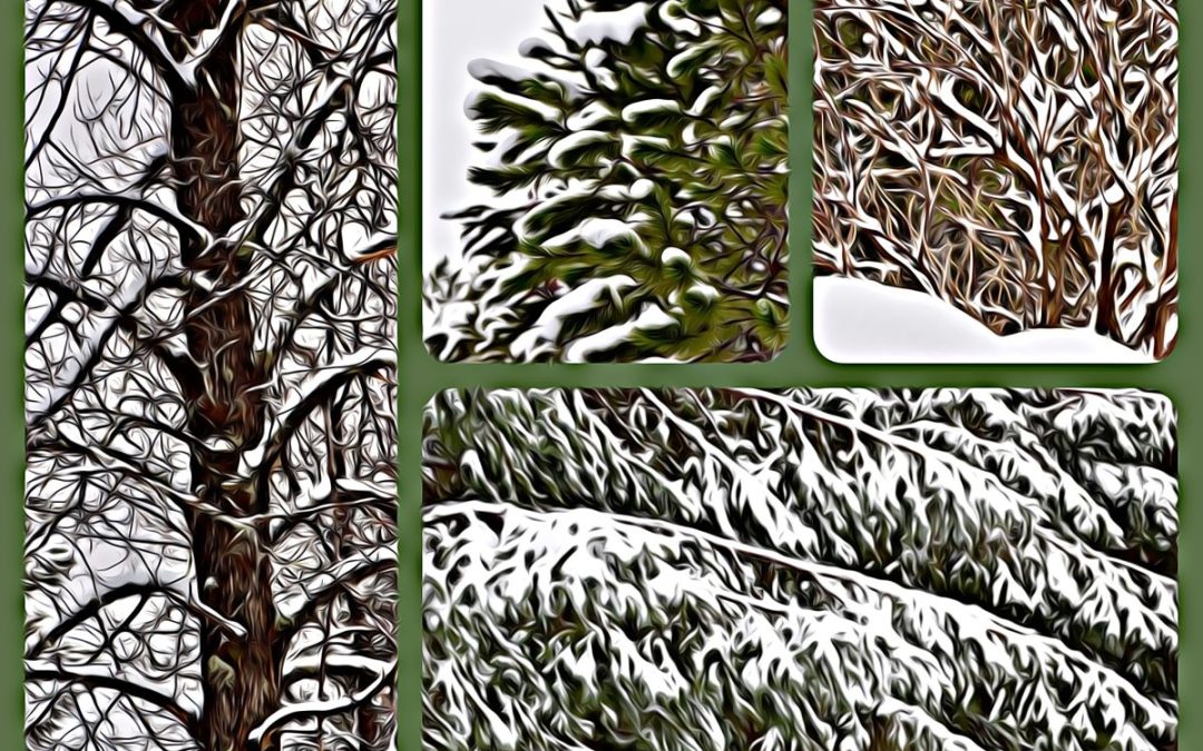 Four panels show beautiful patterns as snow settles on the trees.