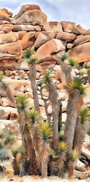 Notecard showing rock stacks forming a break to shelter a Joshua Tree. Joshua Tree National Park.